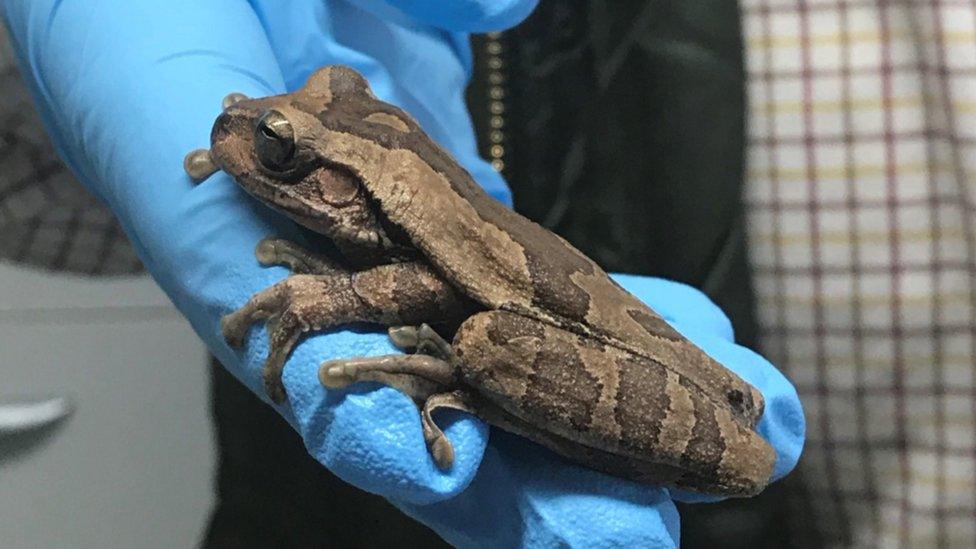 Tree frog found in bananas