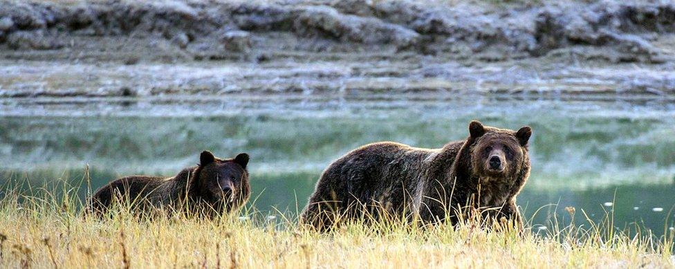 Bears in the park