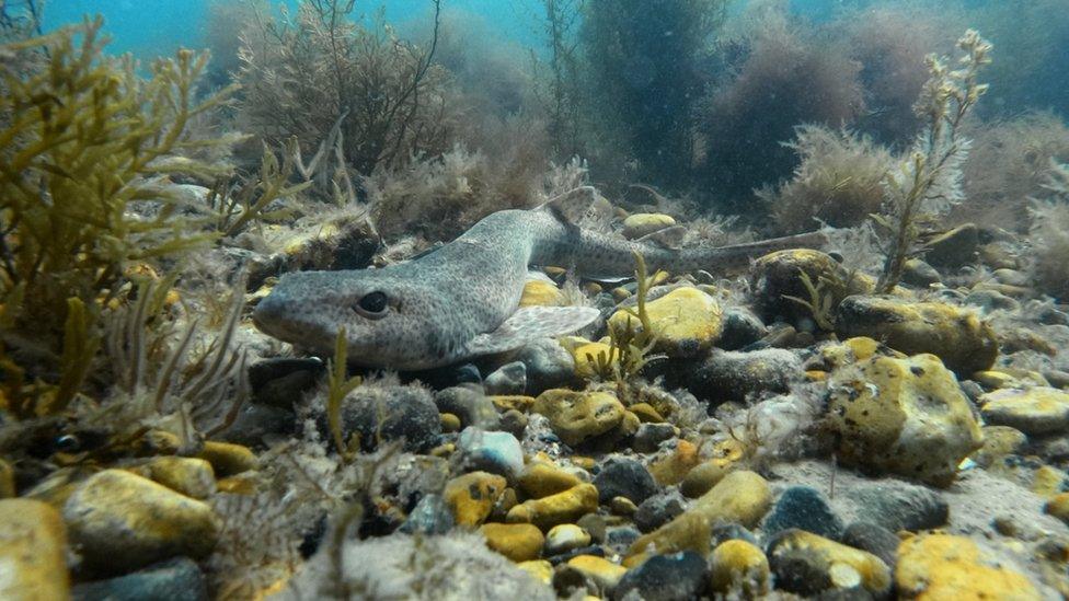 A cat shark on the bottom of the sea bed