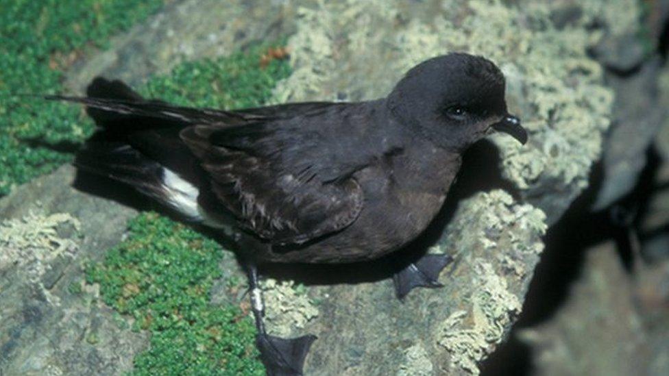 A storm petrel