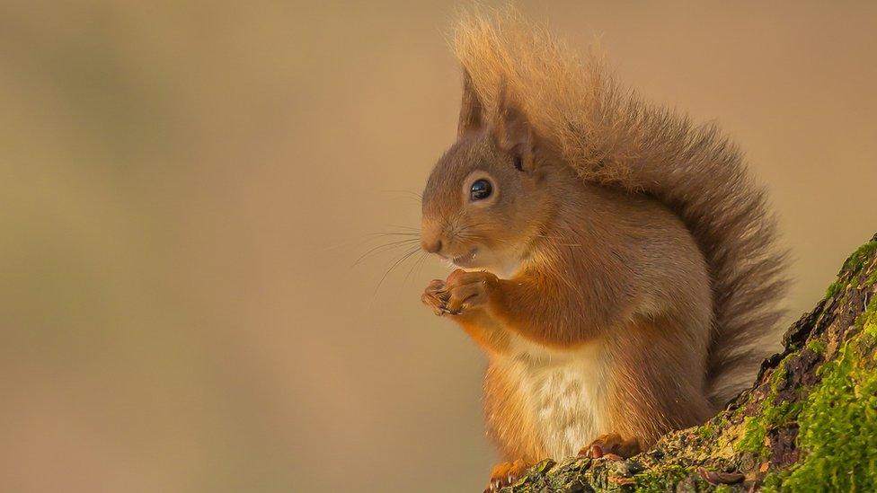 A red squirrel