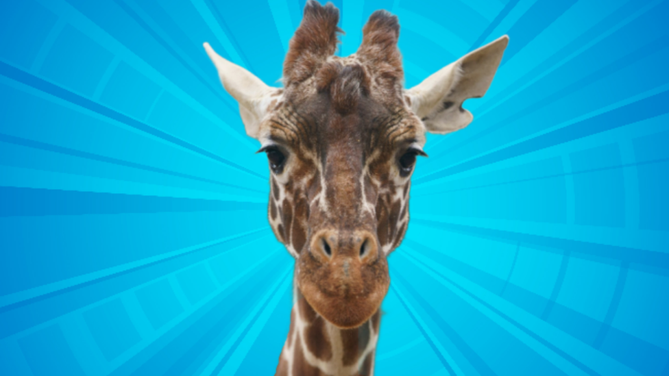 Nuru the giraffe.