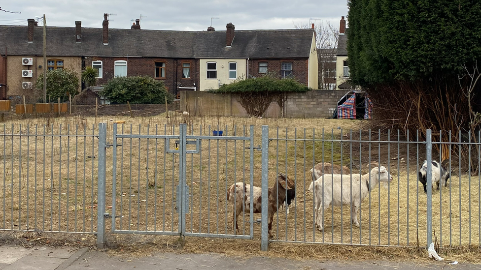 Goats on a housing estate