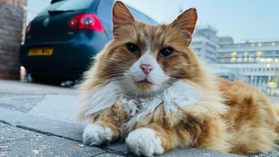 Henry the cat at Addenbrooke's Hospital