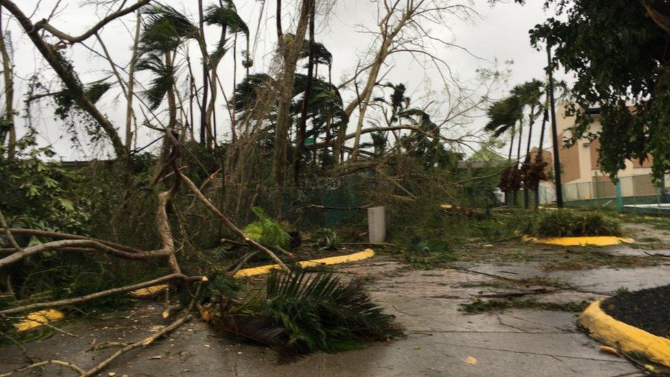 Damaged trees and shrubs after hurricane Irma