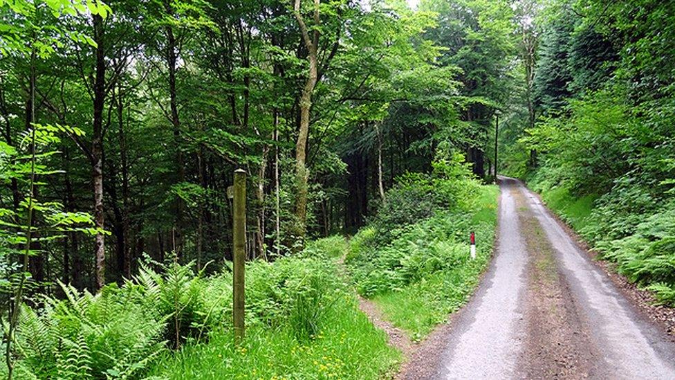 Woodland at Cwm Einion