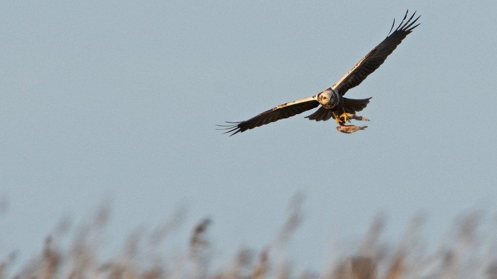 Marsh harrier