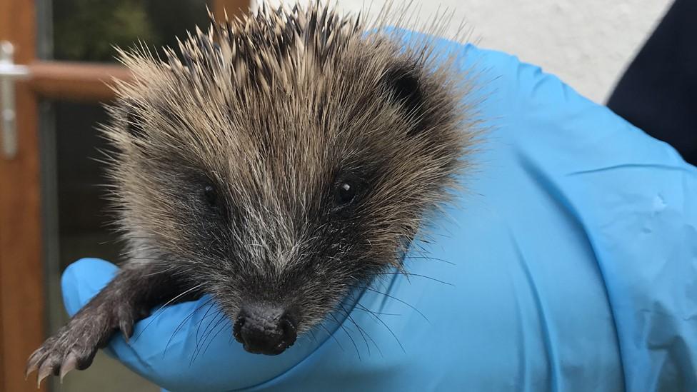 Hoglet wrapped in blanket