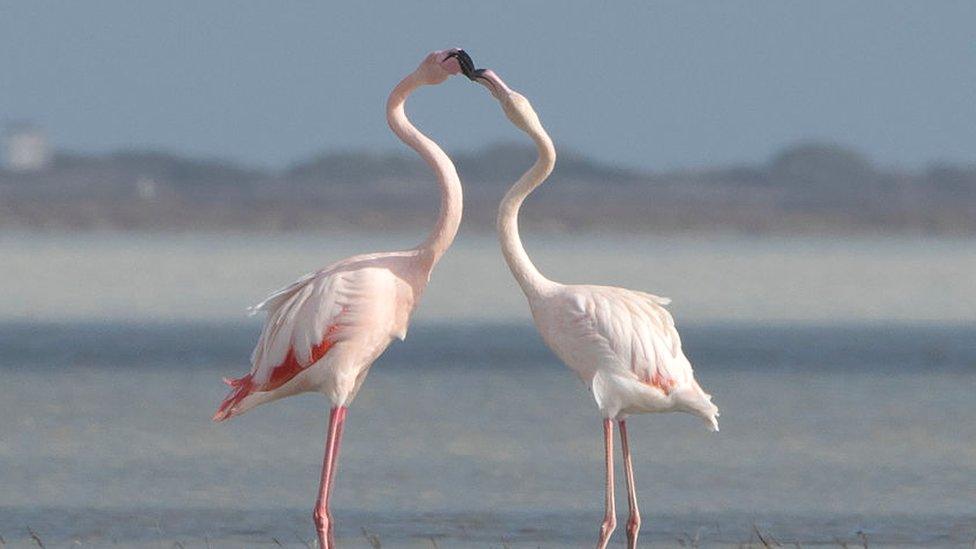 Flamingos, Cyprus