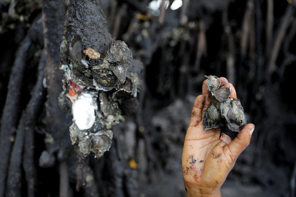 Oysters collected in a mangrove forest