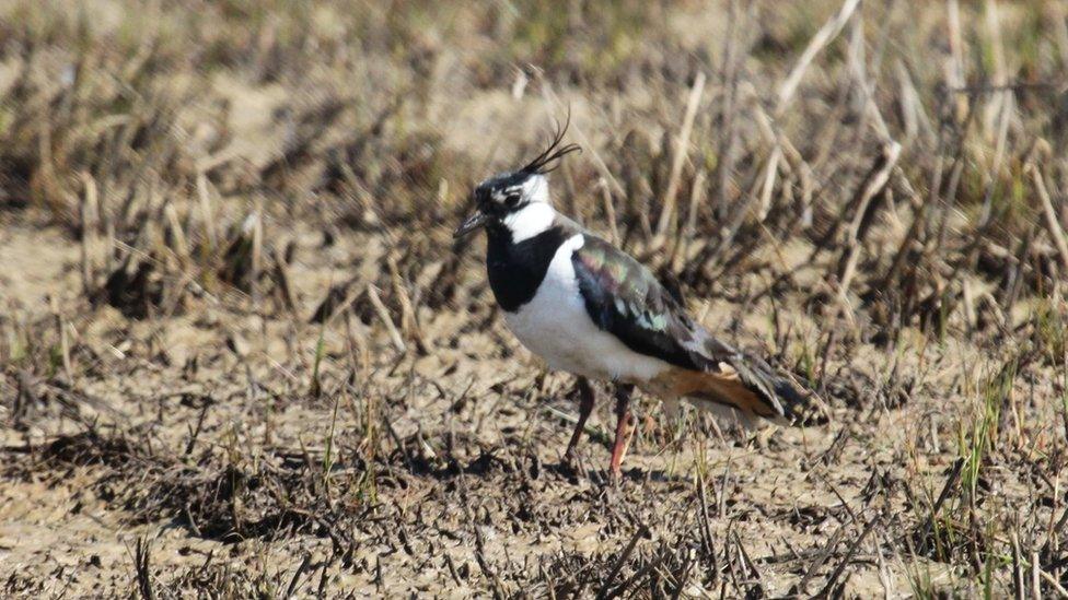 Lapwing at Orford Ness, Suffolk