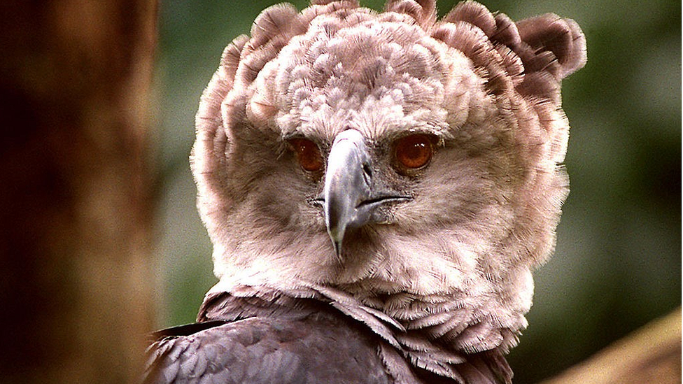 Harpy eagle