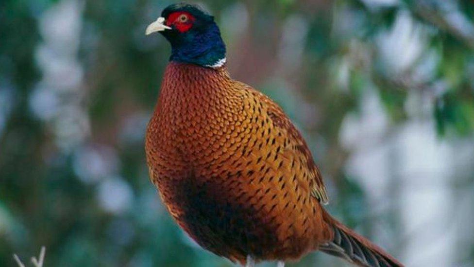 Pheasant