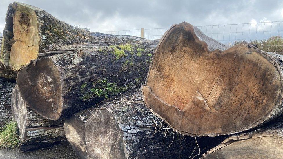 Piled felled trees cut for timber on the Stourhead Western Estate