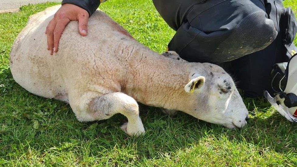 Rescued sheep