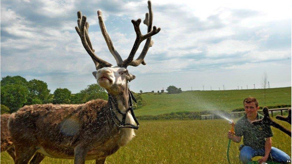 Reindeer being hosed