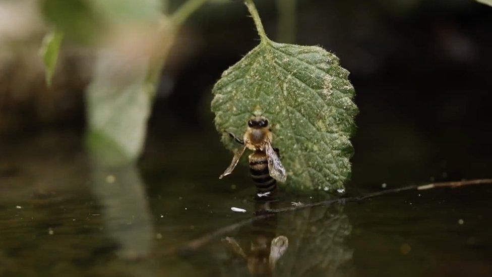 A bee climbs out of water