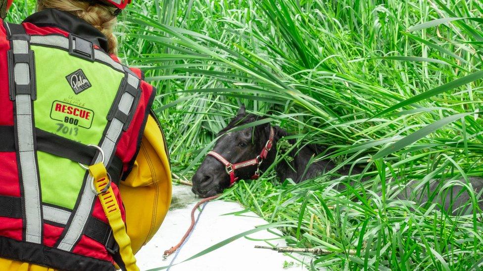 Horse stuck in bog