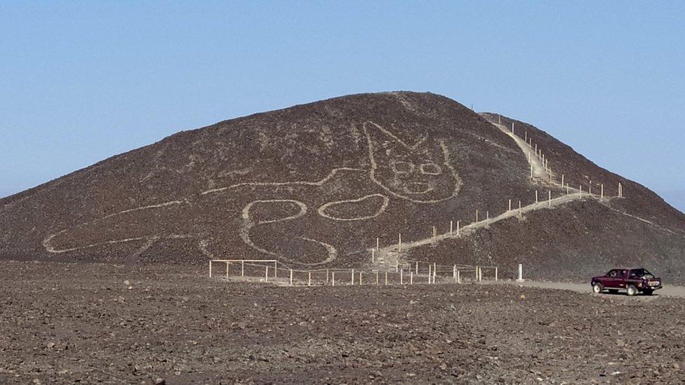 Nazca cat