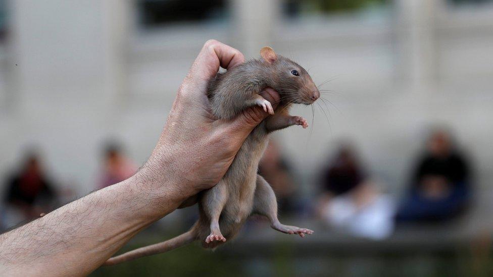 A pet rat is held in the air during a protest in the US