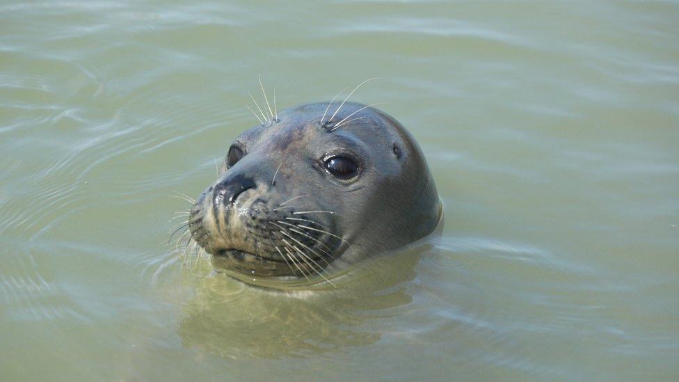 Seal-in-water.