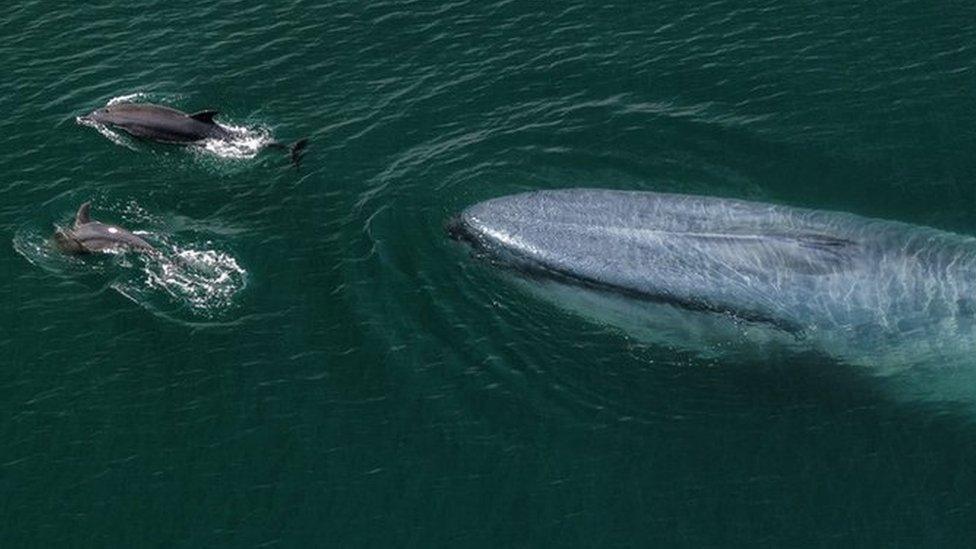 Blue whale with dolphins