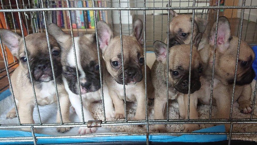 French bulldog puppies