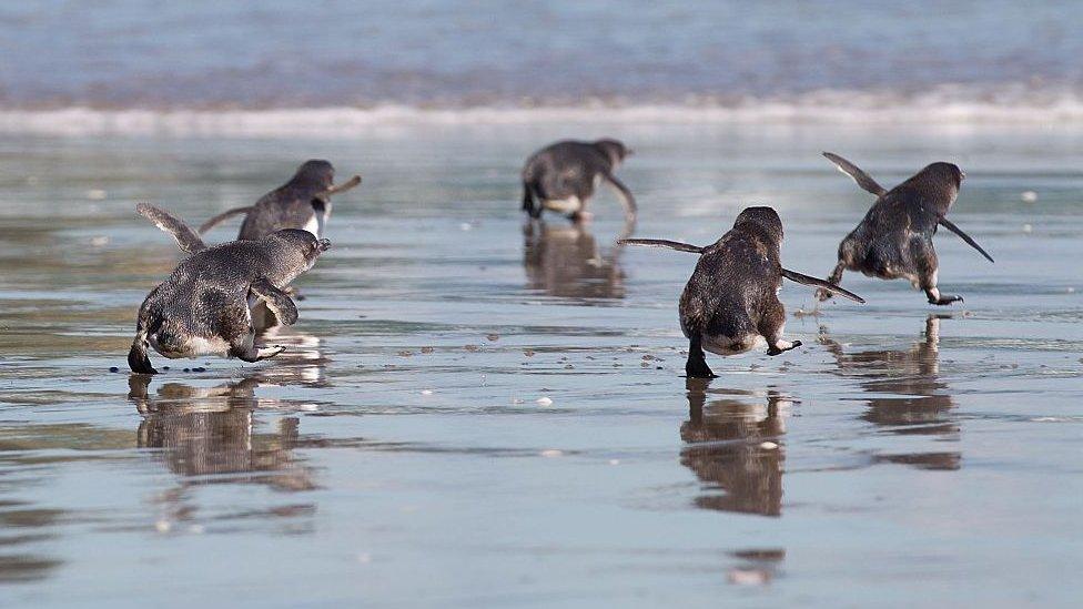 Little blue penguins