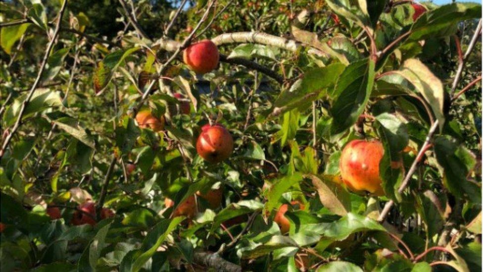 Christmas Pippin apple tree