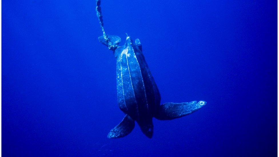 A fully grown Leatherback sea turtle swimming in the sea.