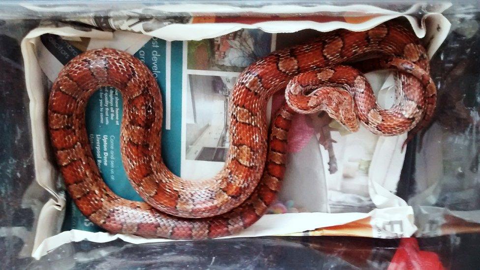 the Carolina corn snake