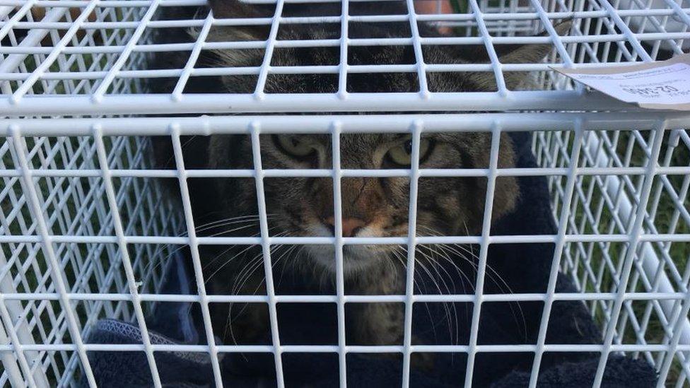 Cat in basket after rescue