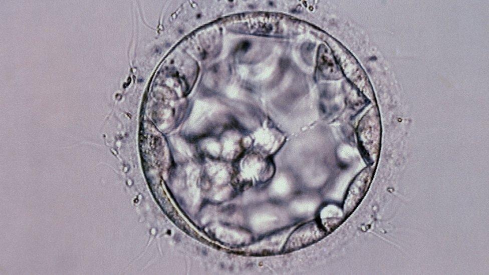 Blastocyst