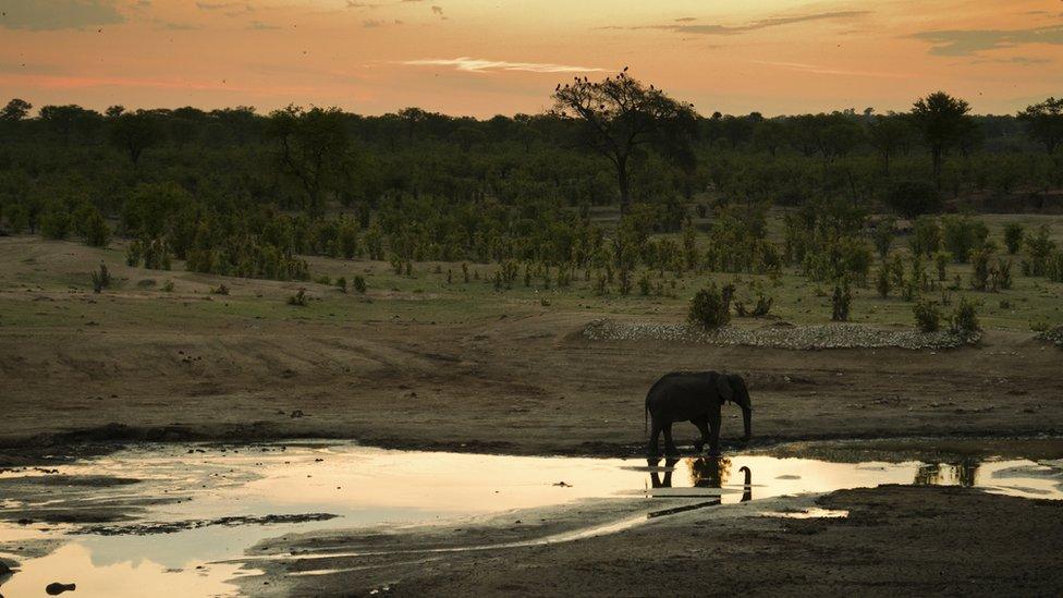 An elephant silhouetted against some water