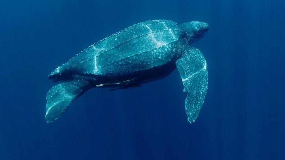 Leatherback-turtle