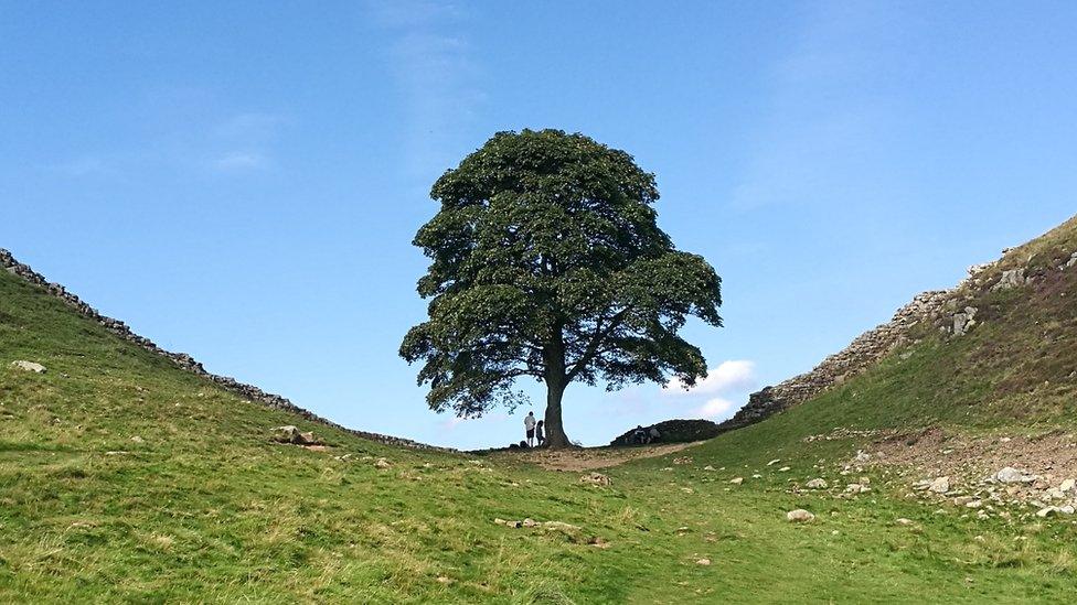 A tree stands in a dip