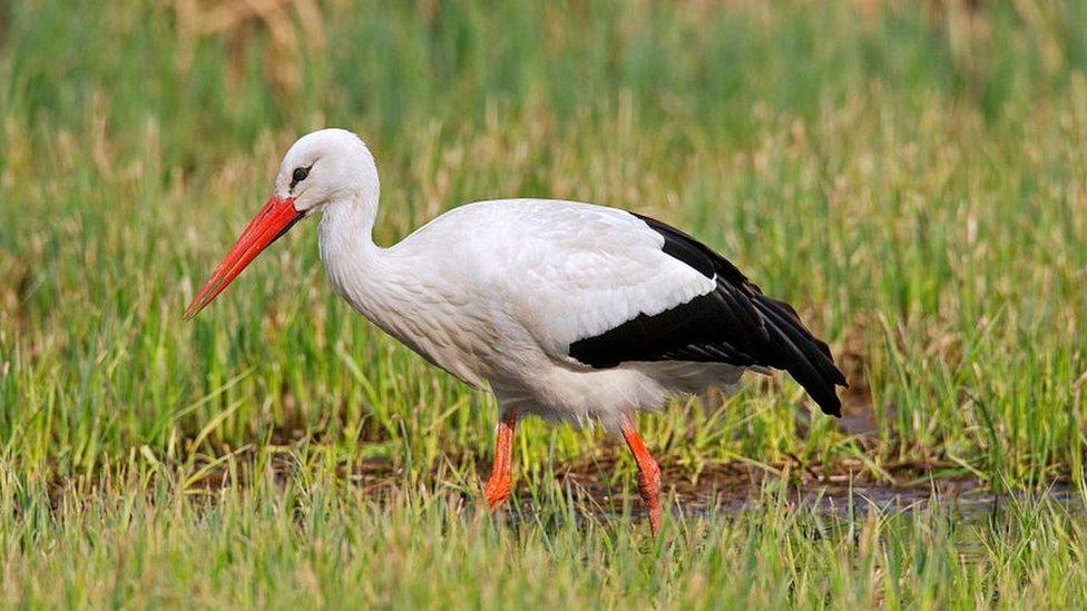 white-stork.