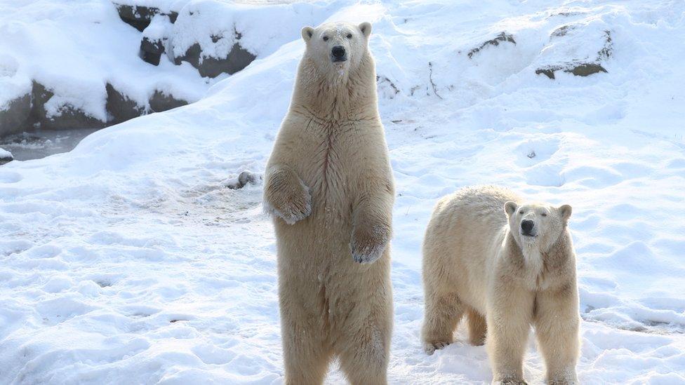 a polar bear stands upright in snowy scene