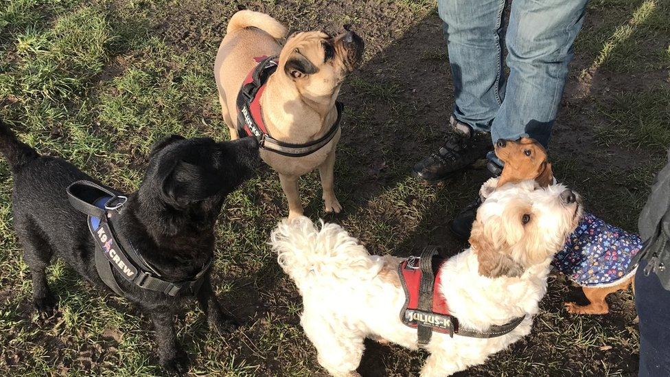 (L-R) Rocky, Mollie, Charlie and Dolly were taken to the vet after finding items laced with tablets during a walk.