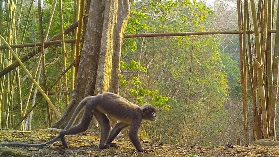 Popa langur