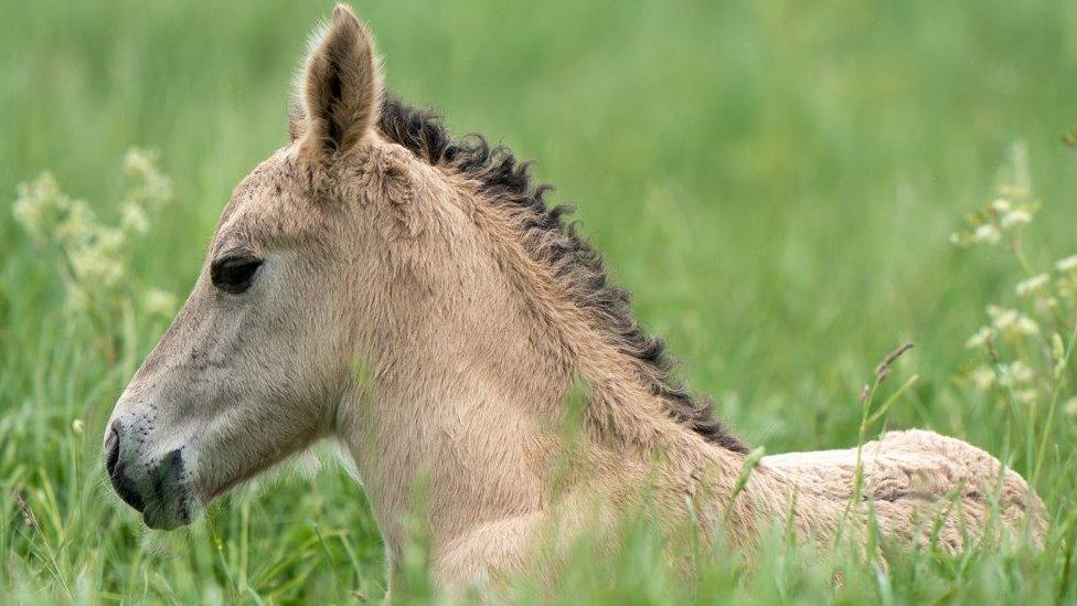 Konik foal