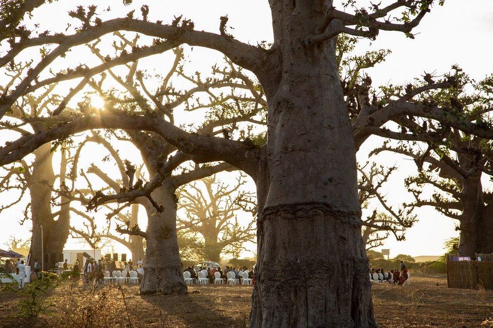 Baobab forest