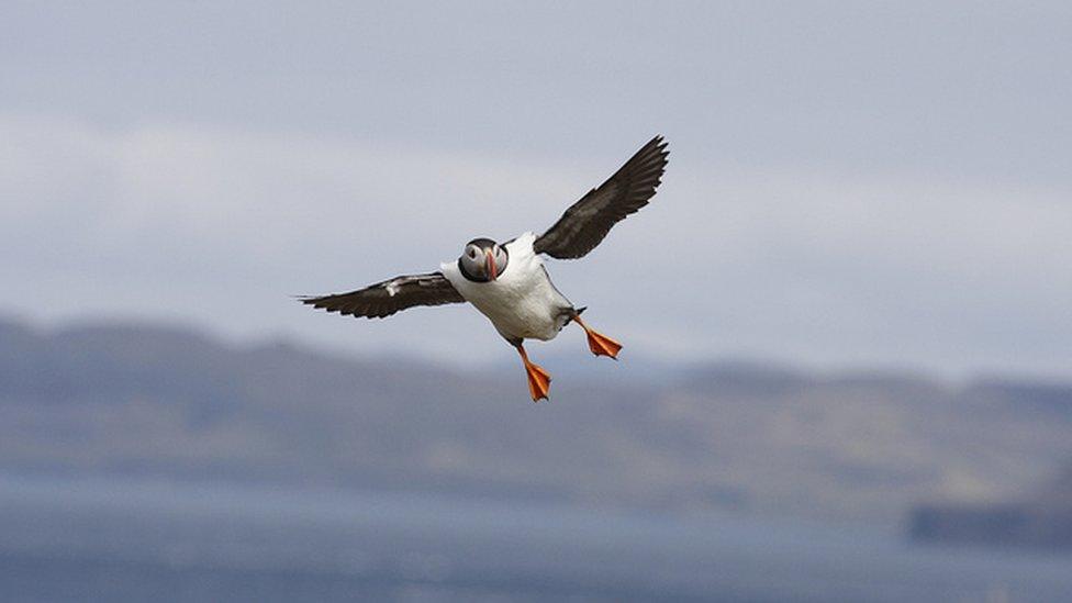 Puffin in mid flight