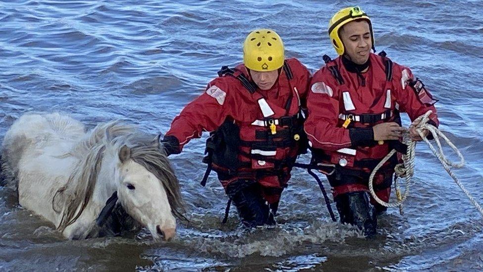 A horse being led out of the water