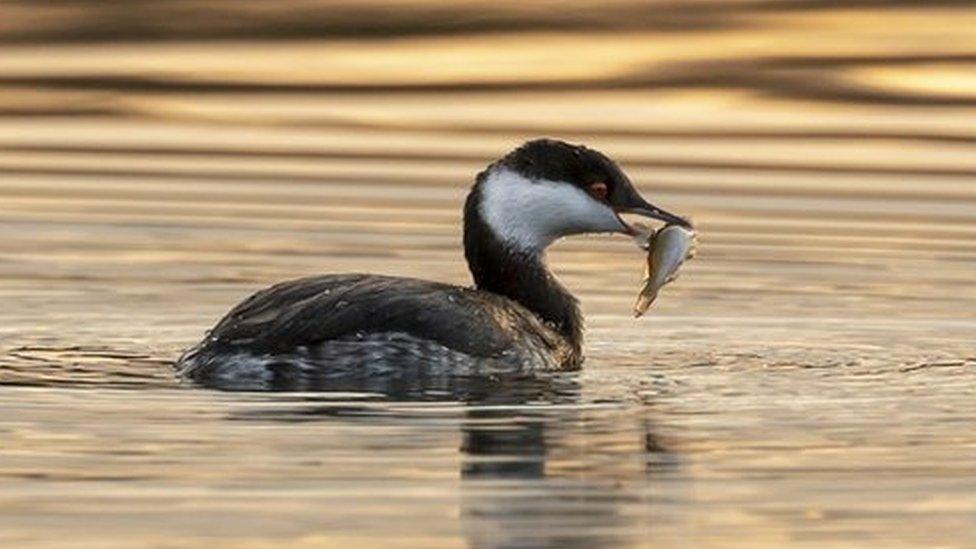 Slavonian grebe