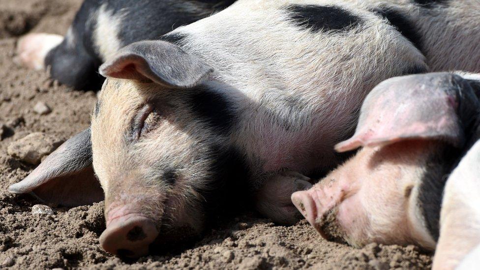 File photo: Pigs sleeping