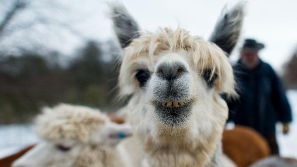 An alpaca