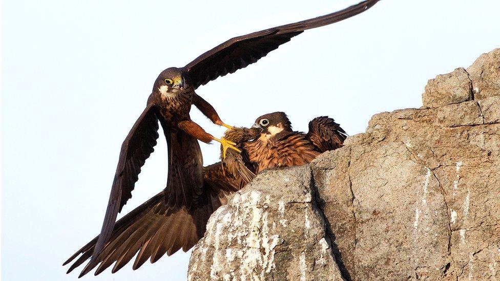 a male Eleonora’s falcon brings his mate food