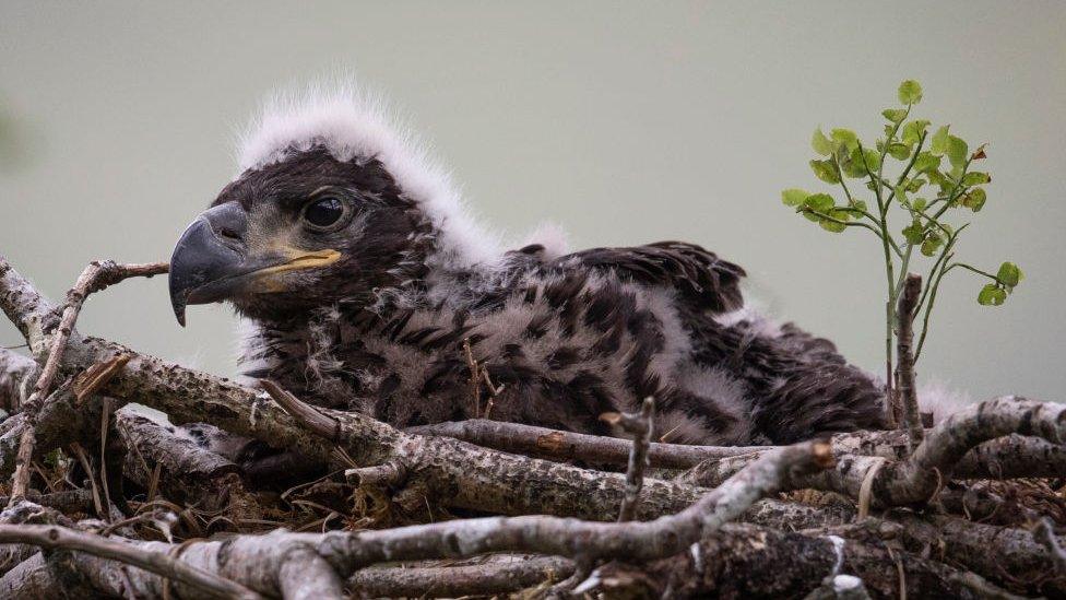 white-tailed eagle