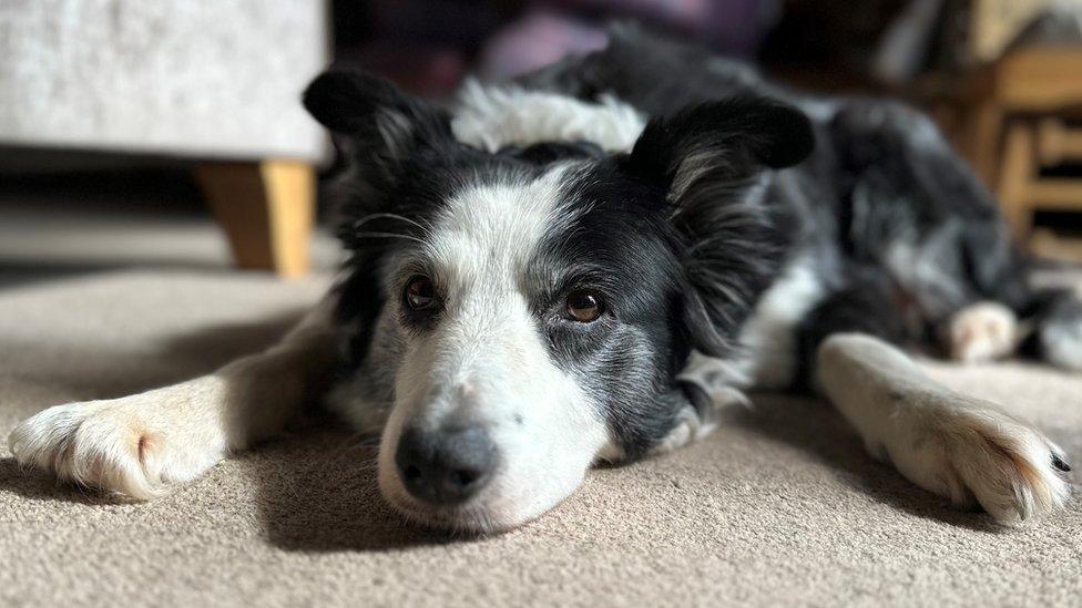 A black and white collie lies on a carpet